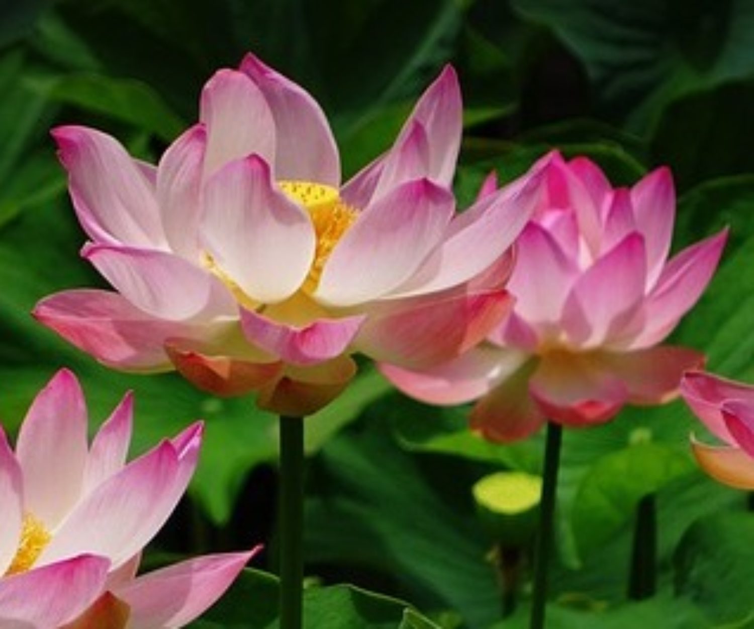 lotus flower